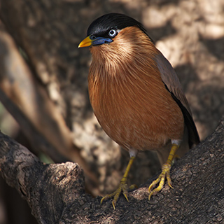 Keoladeo - Brahminy starling